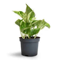 Epipremnum Aureum - Marble Queen Pothos -HousePlants Shop Epipremnum aureum Marble Queen Pothos 12x20cm