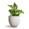 Epipremnum Aureum - Marble Queen Pothos -HousePlants Shop Epipremnum aureum Marble Queen Pothos 12x20cm Cas Plant Pot Cool Grey 15x13cm