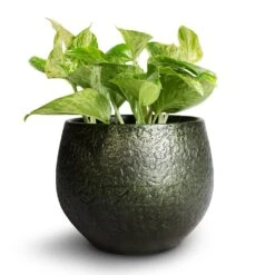 Noor Plant Pot - Velvet Green -HousePlants Shop Epipremnum aureum Marble Queen Pothos 12x20cm Noor Plant Pot Velvet Green 16x13cm 6804906c b361 4243 a6f2 9afa9235fe65