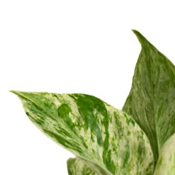 Epipremnum Aureum - Marble Queen Pothos -HousePlants Shop Epipremnum aureum Marble Queen Pothos Close