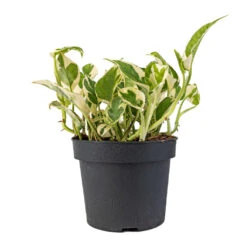 Epipremnum Aureum - NJoy Pothos -HousePlants Shop Epipremnum aureum NJoy Pothos 12x15cm