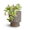 Epipremnum Aureum - NJoy Pothos -HousePlants Shop Epipremnum aureum NJoy Pothos 12x15cm Aily Plant Pot Anthracite 17x20cm