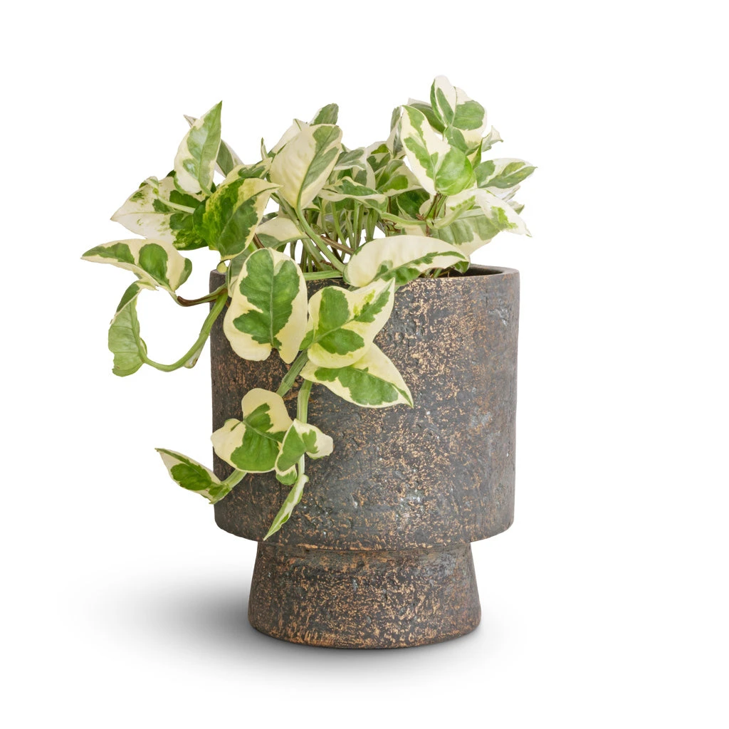 Aily Plant Pot - Earth Cement 6 Aily Plant Pot - Earth Cement - Image 4