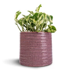 Epipremnum Aureum - NJoy Pothos -HousePlants Shop Epipremnum aureum NJoy Pothos 12x15cm Hera Plant Pot Purple 17x16cm