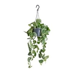 Epipremnum Pictum Silvery Ann - Satin Pothos -HousePlants Shop Epipremnum pictum Silvery Ann Satin Pothos 14x35cm