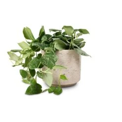 Novi Plant Pot - Grey Washed 17 Novi Plant Pot - Grey Washed -HousePlants Shop Epipremnum pictum Silvery Ann Satin Pothos 14x35cm Novi Plant Pot Grey Washed 18x15.5cm