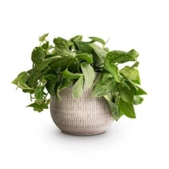 Ryan Plant Pot - White Black 24 Ryan Plant Pot - White Black -HousePlants Shop Epipremnum pictum Silvery Ann Satin Pothos 14x35cm Ryan Plant Pot White Black 18x16cm