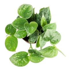 Epipremnum Pictum Silvery Ann - Satin Pothos -HousePlants Shop Epipremnum pictum Silvery Ann Satin Pothos Plant