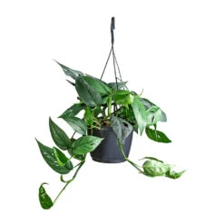 Epipremnum Pinnatum - Cebu Blue Pothos 13 Epipremnum Pinnatum - Cebu Blue Pothos -HousePlants Shop Epipremnum pinnatum Cebu Blue Pothos 15x35cm 2