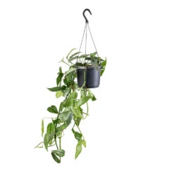 Epipremnum Pinnatum - Cebu Blue Pothos 15 Epipremnum Pinnatum - Cebu Blue Pothos -HousePlants Shop Epipremnum pinnatum Cebu Blue Pothos 17x40cm