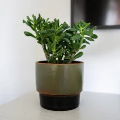 Erik Plant Pot - Dark Olive -HousePlants Shop Erik Olive 2