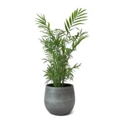 Esra Plant Pot - Mystic Grey 38 Esra Plant Pot - Mystic Grey -HousePlants Shop Esra Plant Pot Mystic Grey Chamaedorea elegans Parlour Palm