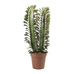 Euphorbia Trigona Rubra - African Milk Tree -HousePlants Shop Euphorbia Trigona African Milk Tree