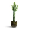 Euphorbia Erytrea - Desert Cactus -HousePlants Shop Euphorbia erytrea Desert Cactus 19 70cm Sanna Plan Pot Moss Green 31x26cm