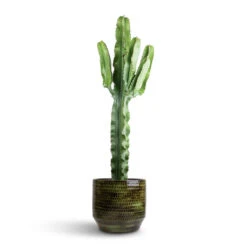 Sanna Plant Pot - Moss Green 35 Sanna Plant Pot - Moss Green -HousePlants Shop Euphorbia erytrea Desert Cactus 19 70cm Sanna Plan Pot Moss Green 31x26cm 96050d4d 1143 4ba6 8a9a d2c52f9aabc0