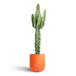 Euphorbia Erytrea - Desert Cactus -HousePlants Shop Euphorbia erytrea Desert Cactus 19x70cm Sanna Plant Pot Moss Green 31x26cm
