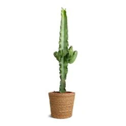 Euphorbia Erytrea - Desert Cactus -HousePlants Shop Euphorbia erytrea Desert Cactus 19x75cm Igmar Plant Basket Natural 22x19cm 750c3a61 ff7d 4463 aab4 a5f4281854dd