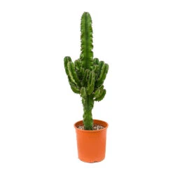 Euphorbia Erytrea - Desert Cactus -HousePlants Shop Euphorbia erytrea Desert Cactus 19x90cm