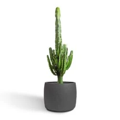 Euphorbia Erytrea - Desert Cactus -HousePlants Shop Euphorbia erytrea Desert Cactus 24x90cm Mini Valerie Plant Pot Black Washed 36x28cm 2