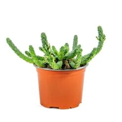 Euphorbia Flanaganii - Medusa Plant -HousePlants Shop Euphorbia flanaganii Medusa Plant