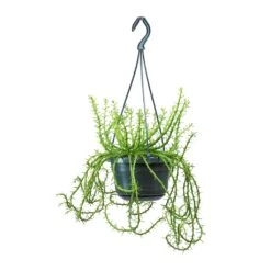 Euphorbia Flanaganii - Medusa Plant -HousePlants Shop Euphorbia flanaganii Medusa Plant Large 0b1fb7ed db6e 40b8 b7e5 a81accee906b