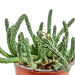 Euphorbia Flanaganii - Medusa Plant -HousePlants Shop Euphorbia flanaganii Medusa Plant close up