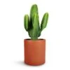 Euphorbia Ingens - Candelabra Tree 1 Euphorbia Ingens - Candelabra Tree -HousePlants Shop Euphorbia ingens Candelabra Tree 24x70cm Max Refined Planter Canyon Orange 29x29.5cm 1