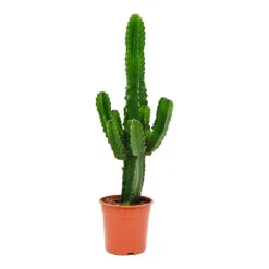 Euphorbia Ingens - Candelabra Tree 14 Euphorbia Ingens - Candelabra Tree -HousePlants Shop Euphorbia ingens Candelabra Tree 24x80cm