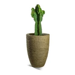 Ben Plant Pot - Straw Grass -HousePlants Shop Euphorbia ingens Candelabra Tree Ben Plant Pot Straw Grass e565bc98 358b 4c2d b7ad 90e23d871711