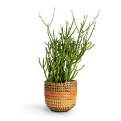 Euphorbia Tirucalli - Pencil Cactus -HousePlants Shop Euphorbia tirucalli Pencil Cactus 15x35cm Jane Plant Baskets Set5 Desert 9b1f2e78 53e4 4875 b1fe 945f2b5a4492