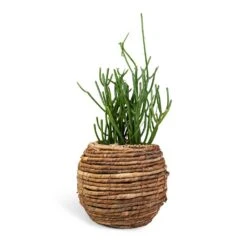 Euphorbia Tirucalli - Pencil Cactus -HousePlants Shop Euphorbia tirucalli Pencil Cactus 15x35cm Lida Plant Basket Natural 24x20cm 910626ea db7d 4499 9efb 066d6a864452