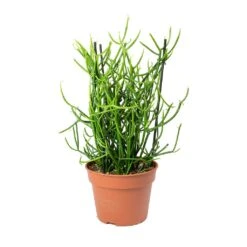 Euphorbia Tirucalli - Pencil Cactus -HousePlants Shop Euphorbia tirucalli Pencil Cactus
