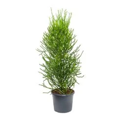 Euphorbia Tirucalli - Pencil Cactus -HousePlants Shop Euphorbia tirucalli Pencil Cactus XLarge