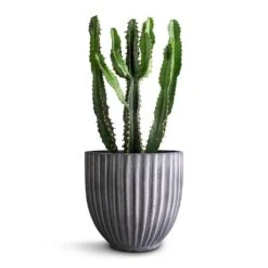 Lagos Plant Pot - Anthracite 14 Lagos Plant Pot - Anthracite -HousePlants Shop Euphorbia triangularis 14x40cm Lagos Plant Pot Anthracite 20x20cm 290bf94e 9038 4a7f ab61 7788f44c5b60