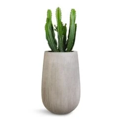 Patt High Plant Vase - Ridged Cement -HousePlants Shop Euphorbia triangularis 17x45cm Patt High Plant Vase Ridged Cement 29x43cm 1043ac87 2b0e 4dcf a4a6 115a3f55ef9f