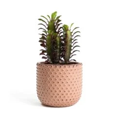 Euphorbia Trigona Rubra - African Milk Tree -HousePlants Shop Euphorbia trigona rubra African Milk Tree Bolino Plant Pot Pale Rose aa52eb29 644e 4165 99d7 cc4e51341270