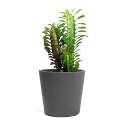 Euphorbia Trigona Rubra - African Milk Tree -HousePlants Shop Euphorbia trigona rubra African Milk Tree Mini Bucket Plant Pot Black Washed 3b9ecc55 6a18 48f4 9b7f e55bedab77da