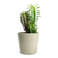 Euphorbia Trigona Rubra - African Milk Tree -HousePlants Shop Euphorbia trigona rubra African Milk Tree Mini Bucket Plant Pot Grey Washed ea99d9ad a3b9 40b4 8812 c5f0797bb8d6