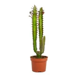 Euphorbia Trigona Rubra - African Milk Tree -HousePlants Shop Euphorbia trigona rubra African Milk Tree No Leaves