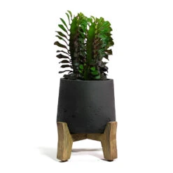 Patt Plant Pot - Low Stand - Black Washed -HousePlants Shop Euphorbia trigona rubra African Milk Tree Patt Plant Pot Low Stand Black Washed