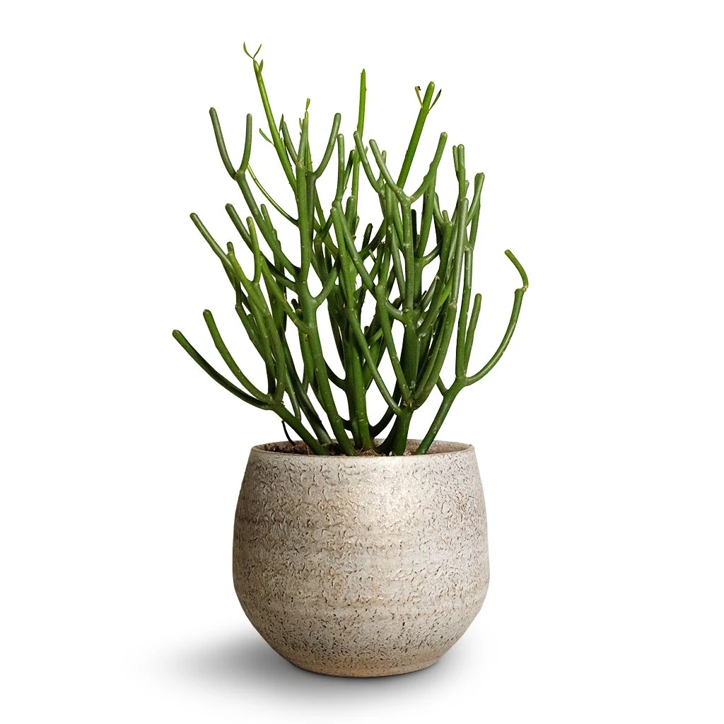Noor Plant Pot - Metallic Grey 15 Noor Plant Pot - Metallic Grey - Image 13