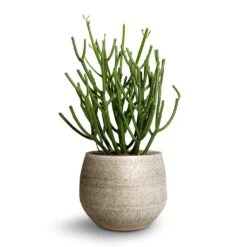 Euphorbia Tirucalli - Pencil Cactus -HousePlants Shop Euphorbie tirucalli Pencil Cactus 15x35cm Noor Plant Pot Metallic Grey 19x16cm ef5f0d48 74e3 4386 9dfc d2310cbc8dee