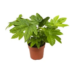Fatsia Japonica - Japanese Aralia -HousePlants Shop Fatsia japonica Japanese Aralia 13cm