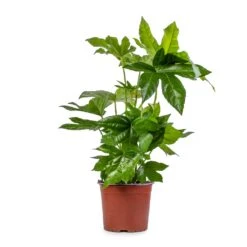 Fatsia Japonica - Japanese Aralia -HousePlants Shop Fatsia japonica Japanese Aralia 17x60cm 2