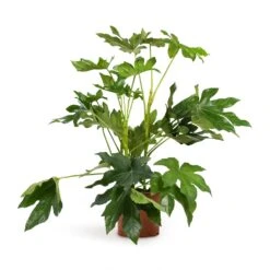 Fatsia Japonica - Japanese Aralia -HousePlants Shop Fatsia japonica Japanese Aralia 17x60cm