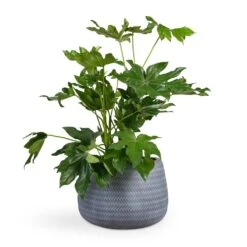 Angle Darcy Plant Pot - Grey -HousePlants Shop Fatsia japonica Japanese Aralia 17x60cm Angle Darcy Plant Pot Grey 34.5x24cm 419a76f9 7175 4d7d babe 320d55e5db50