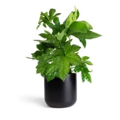 Fatsia Japonica - Japanese Aralia -HousePlants Shop Fatsia japonica Japanese Aralia 17x60cm Lisbon Plant Pot Anthracite 19x19cm 0b73335c f262 4124 af64 b2f684ec7813