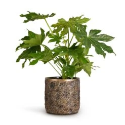 Luxe Lite Moon Cylinder Planter - Bronze -HousePlants Shop Fatsia japonica Japanese Aralia 17x60cm Luxe Lite Moon Cylinder Planter Bronze 23x22cm