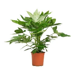 Fatsia Japonica - Japanese Aralia -HousePlants Shop Fatsia japonica Japanese Aralia 19x70cm