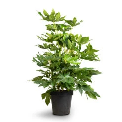 Fatsia Japonica - Japanese Aralia -HousePlants Shop Fatsia japonica Japanese Aralia 24x80cm